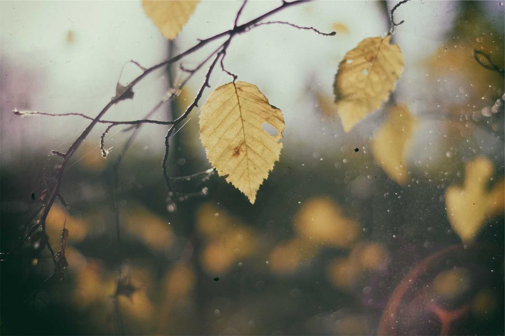 Nihi Sumba — treehouse