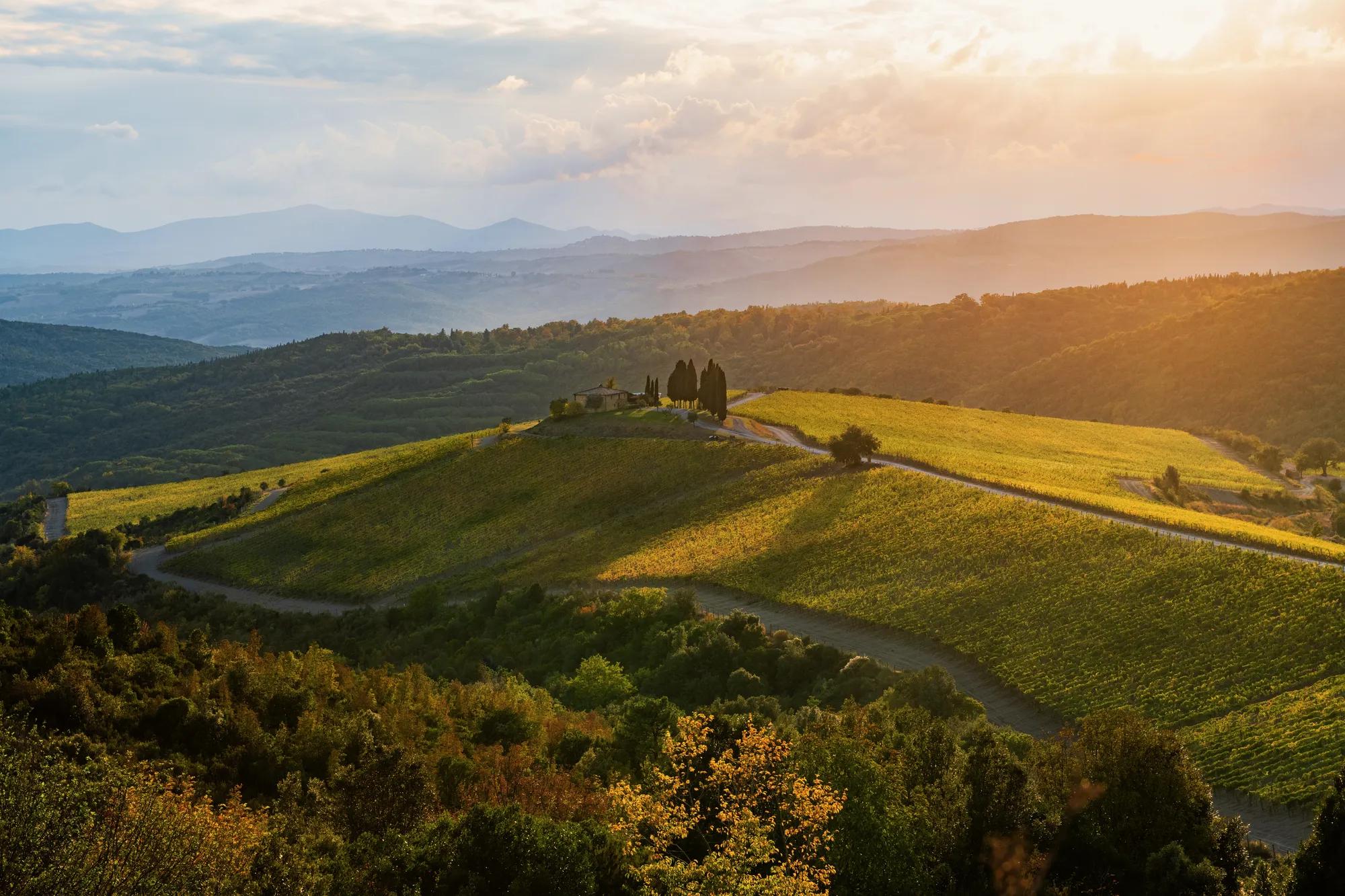 Castiglion del Bosco — vineyard aerial